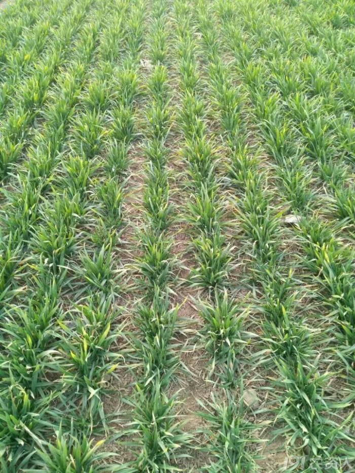 我给爸爸安排了两亩地的示范田