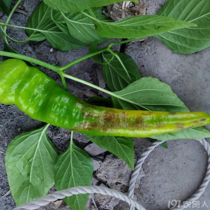 辣椒病害是病毒病吗