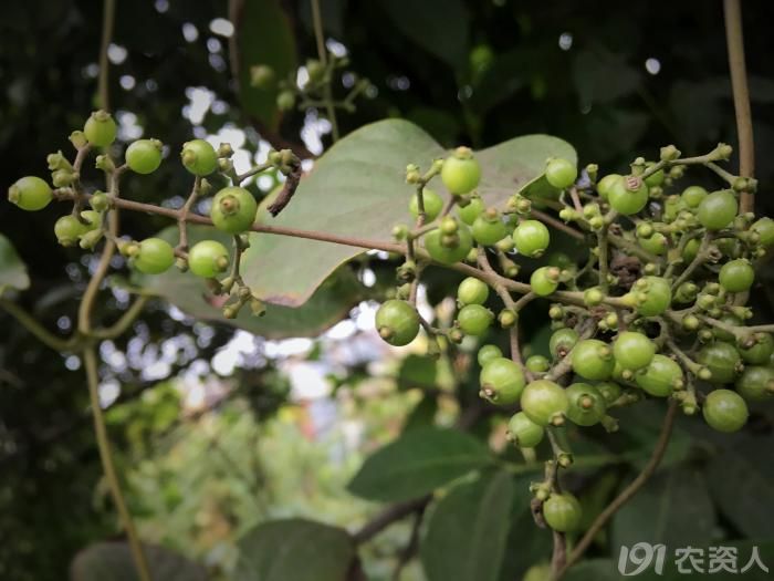 【知客】鸡屎藤的果