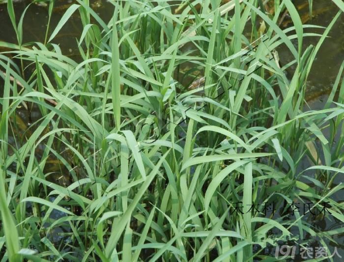 稻李氏禾的识别与防治