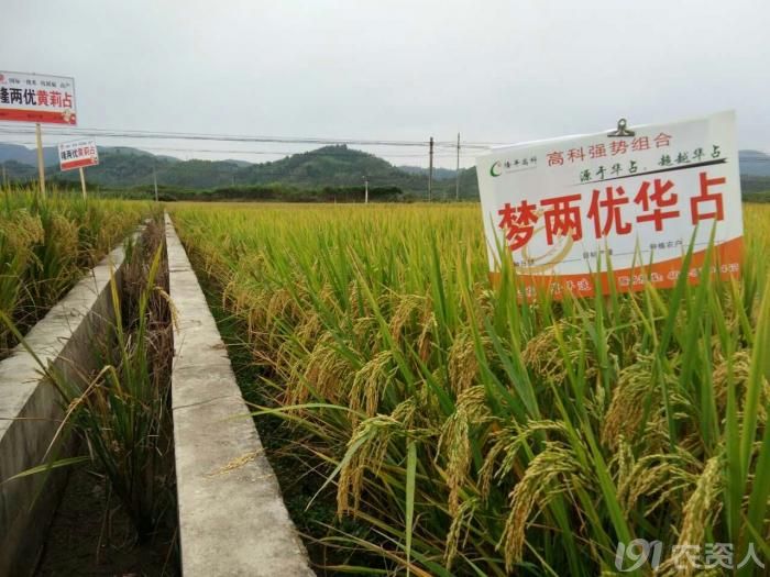 隆平高科水稻部巨作三4001s华占梦两优华占超优华占