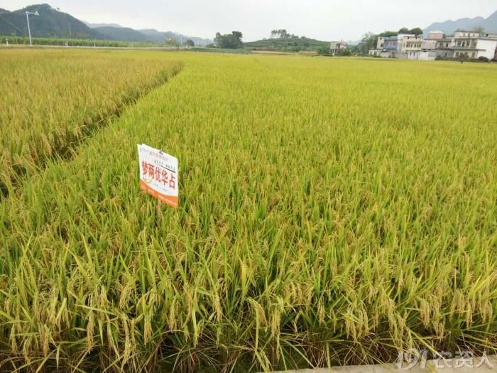 隆平高科水稻部巨作三4001s华占梦两优华占超优华占