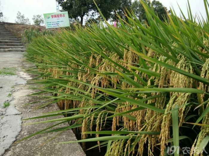 隆平高科水稻部巨作三4001s华占梦两优华占超优华占