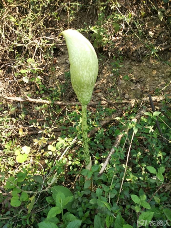 知客蛇魔芋不是普通的魔芋