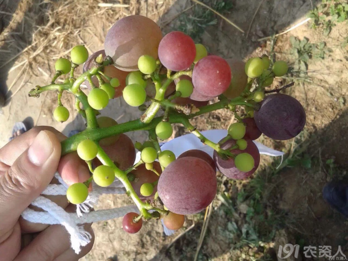 另一个是不能够成熟的小粒,又称僵果,见图