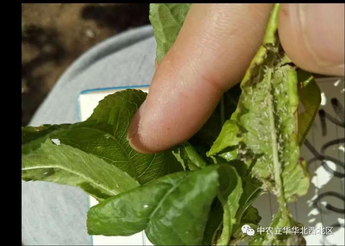 震驚是什麼讓蚜蟲活活餓死