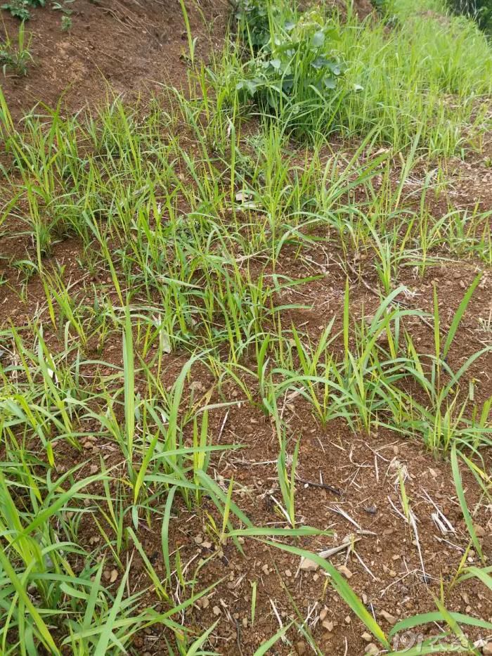 姜地里的这种茅草,有什么药能打?