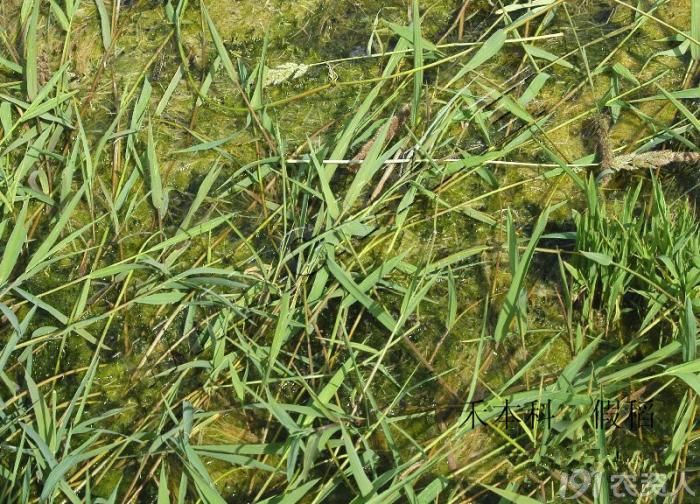 假稻的识别与防治方法