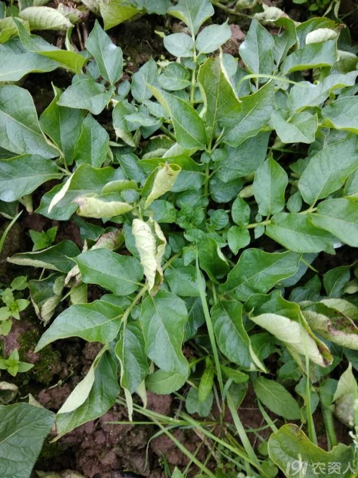 马铃薯卷叶叶背面有斑点什么毛病如何治疗