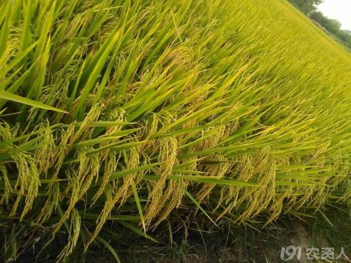 抗稻瘟病品种深两优332穗瘟损失率最高1级综合指数15