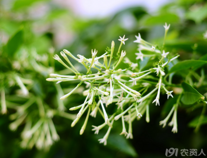 11,夜来香(晚8点)