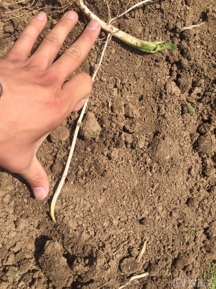 ②马铃薯匍匐茎