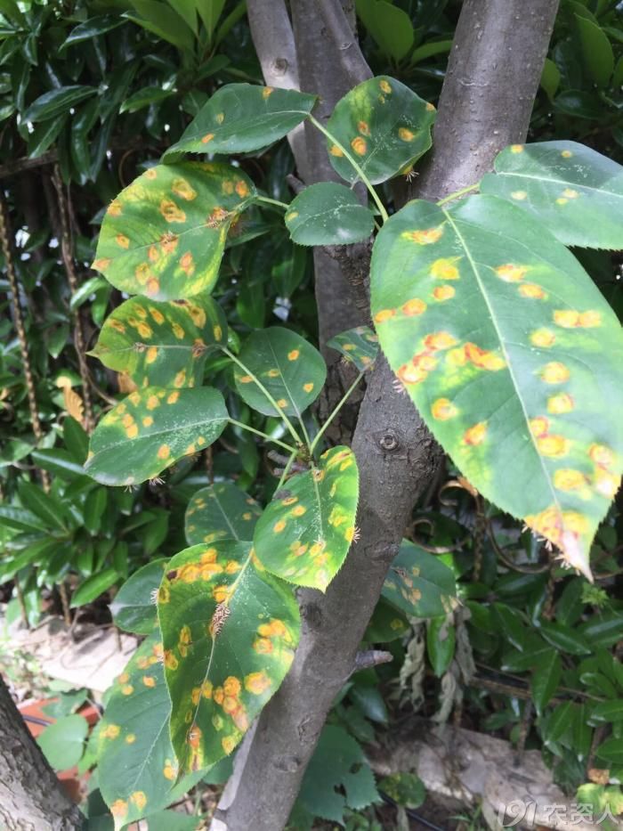 急!!梨树锈病用什么药能打住?_植保技术_191农资人 - 农技社区服务平