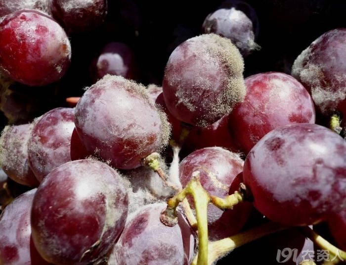 葡萄灰霉病,看完这些就够了