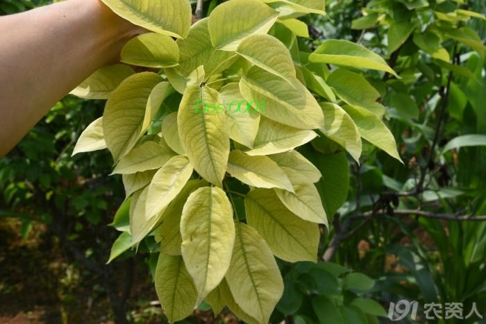 人在旅途:梨树缺素图片