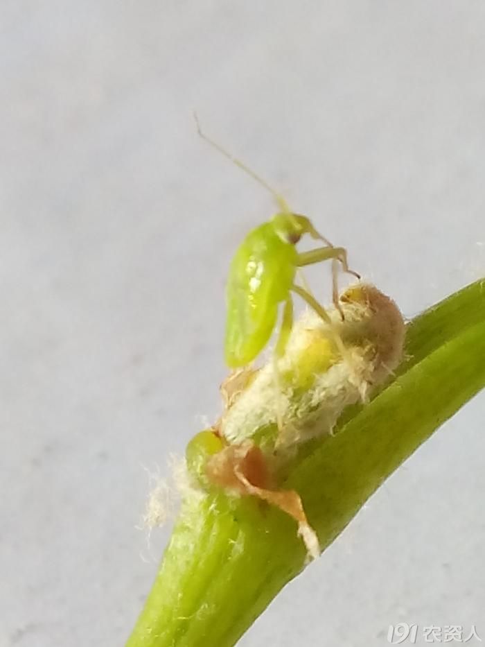 葡萄上的绿盲蝽,您真得见过么?
