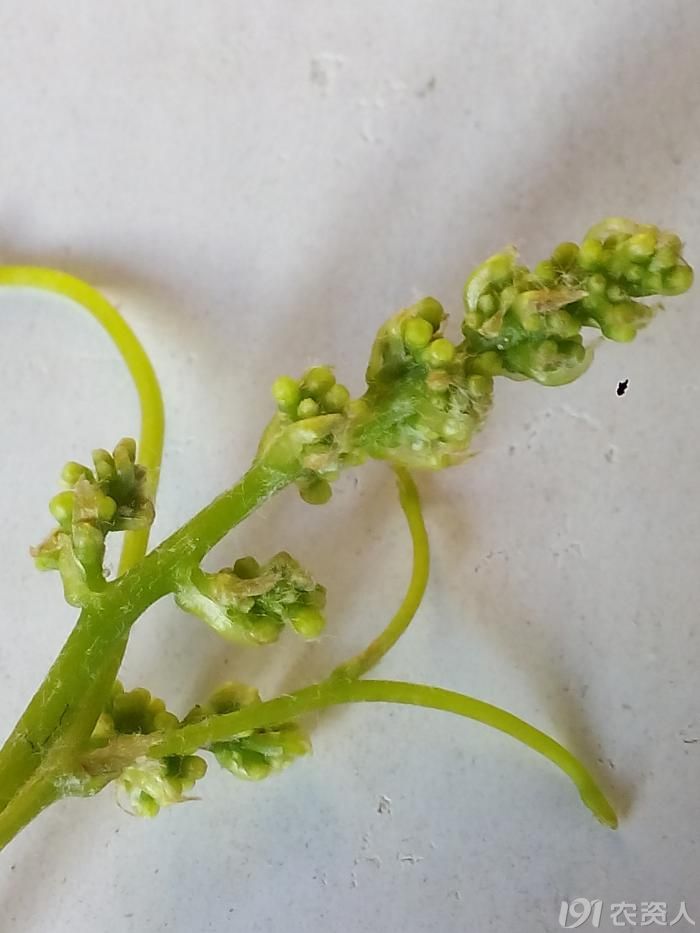 葡萄上的绿盲蝽,您真得见过么?