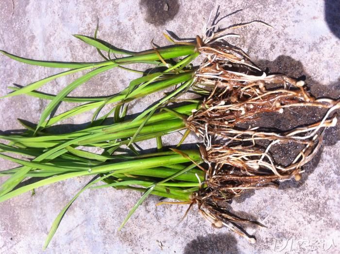 我县多地发现水稻根结线虫病