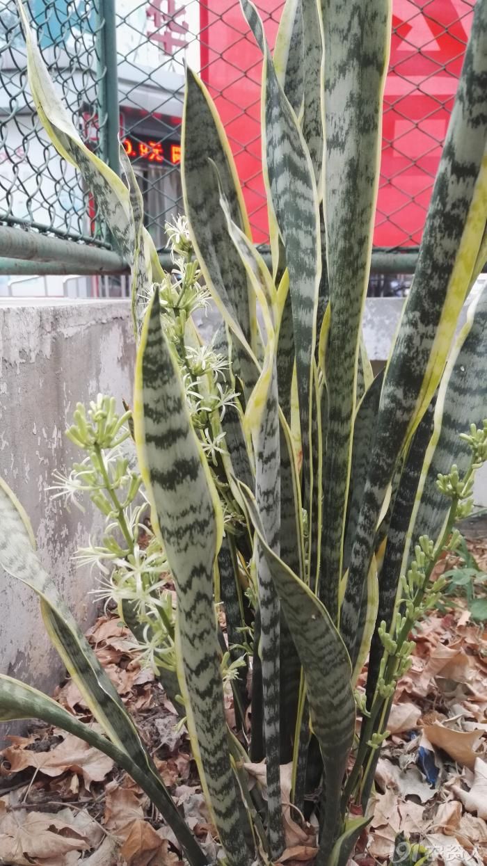 【知客】金边虎皮兰开花咯