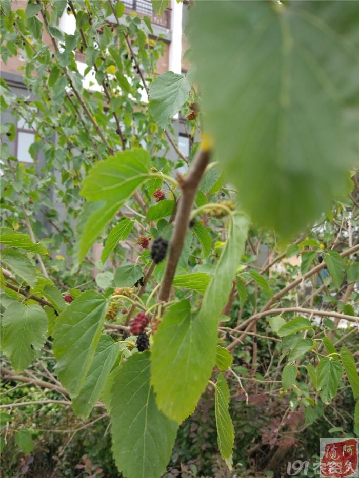 【印象夏天】城市里的野桑树