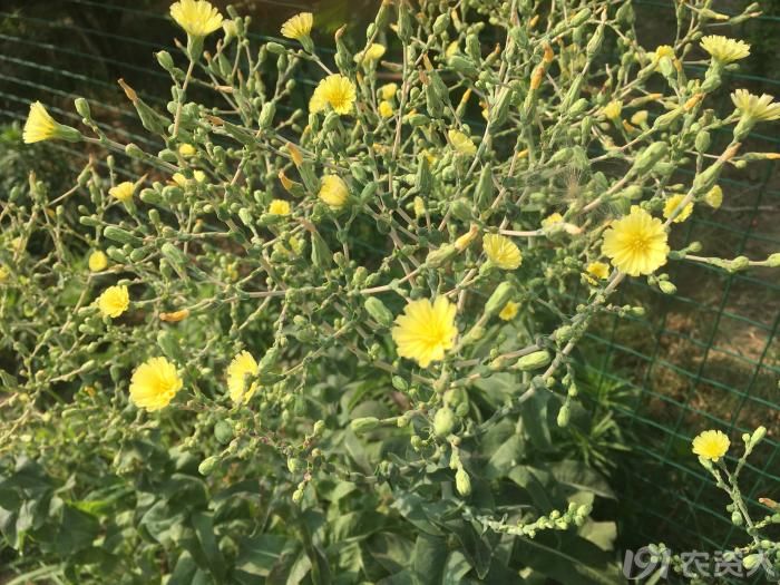 【播客日志】再说爱吃的菜,又开花了!