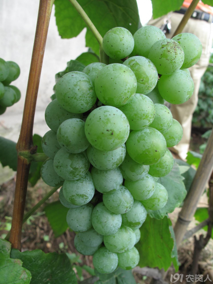四川省主栽葡萄品种常见问题解析