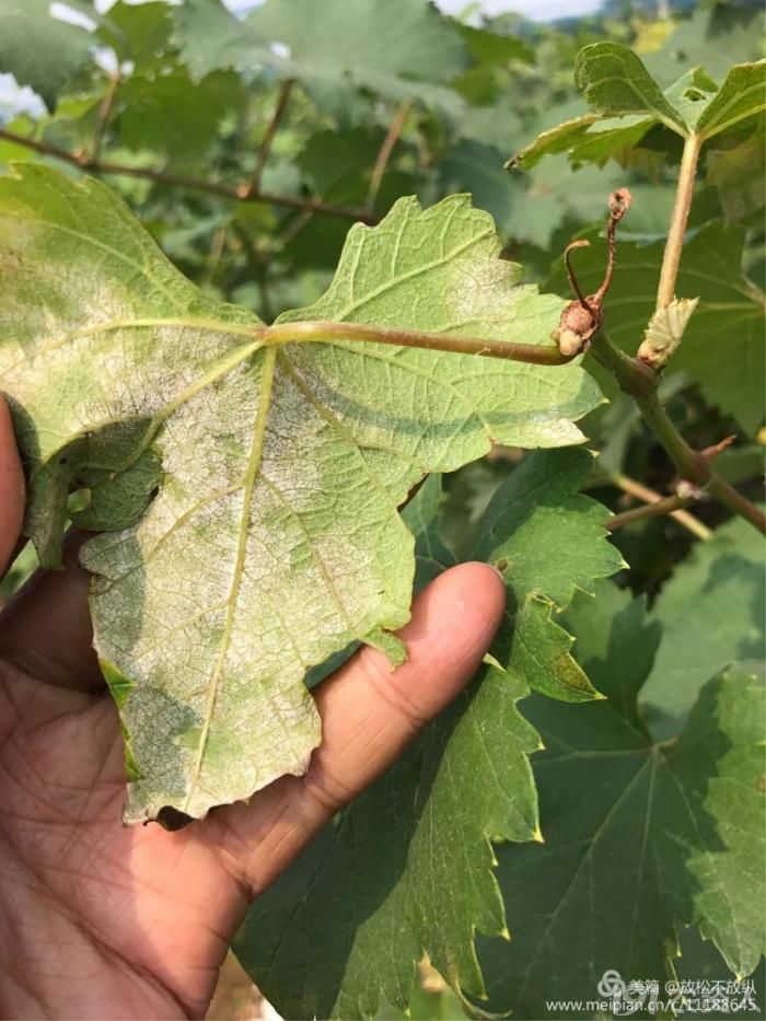手机拍葡萄霜霉病