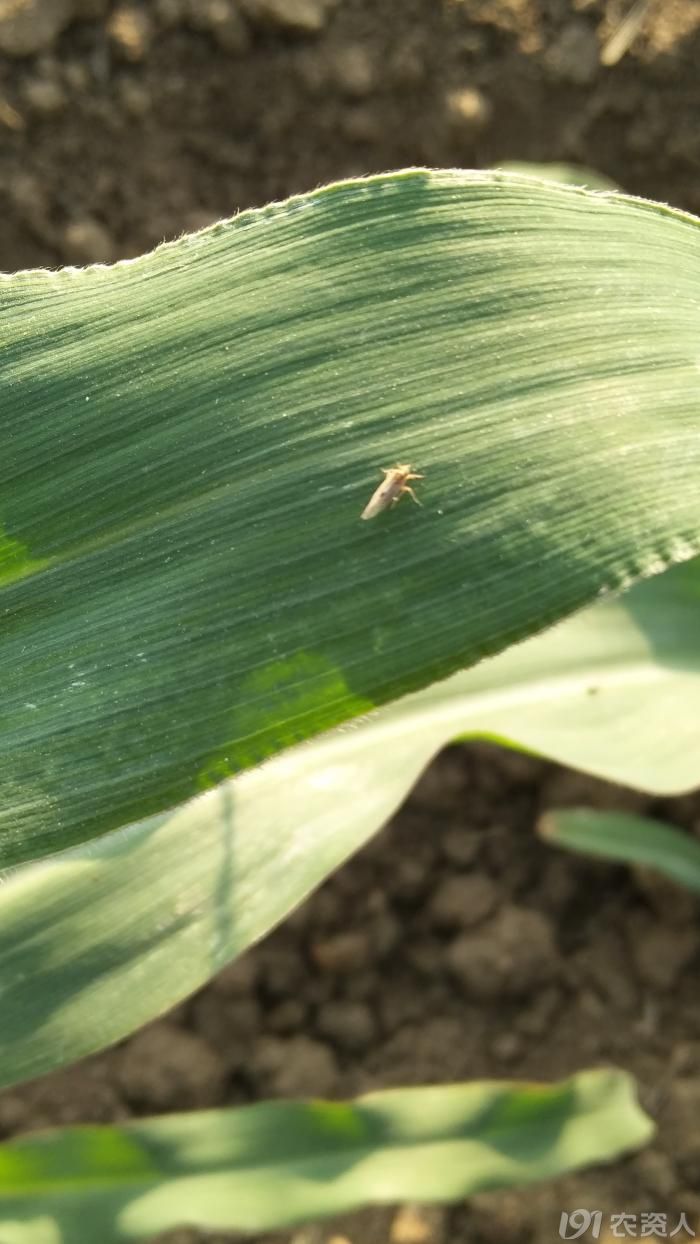春玉米遭受灰飞虱危害粗缩病有可能爆发