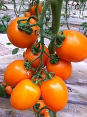 智谷种业特色番茄--罗曼番茄