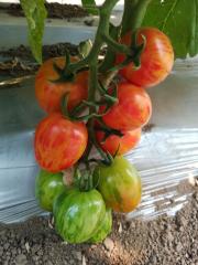 智谷种业特色番茄--彩虹番茄