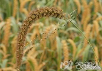 谷莠子的识别与防治策略