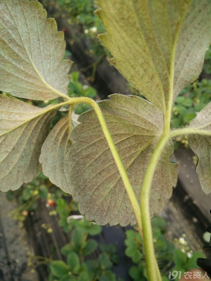 红蜘蛛爆发 危害叶背面症状