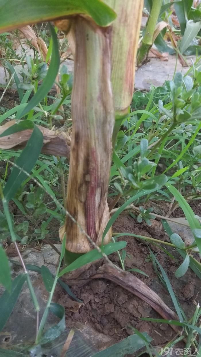 【小晴说病害】——玉米纹枯病