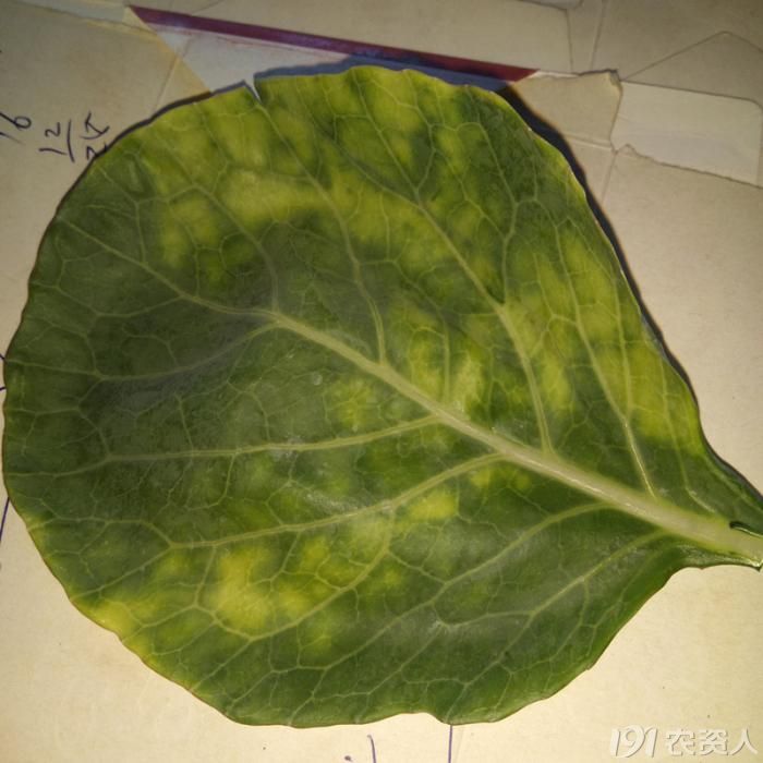 甘蓝出现黄叶斑快是怎么回事?