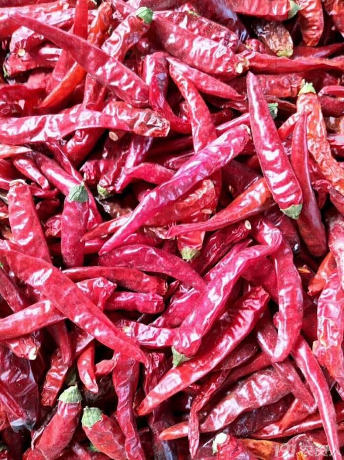 泰辣单生819朝天椒泰国辣椒种子