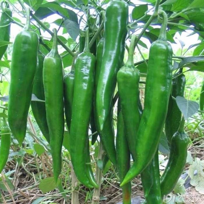 辣妹子粗牛角椒泡椒种子