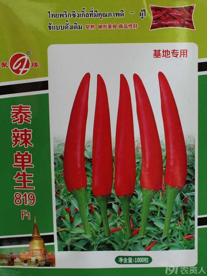 泰辣单生819朝天椒泰国辣椒种子