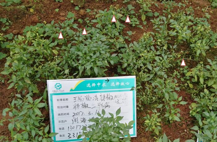 调查使用瑞苗清处理3月31号观察死苗