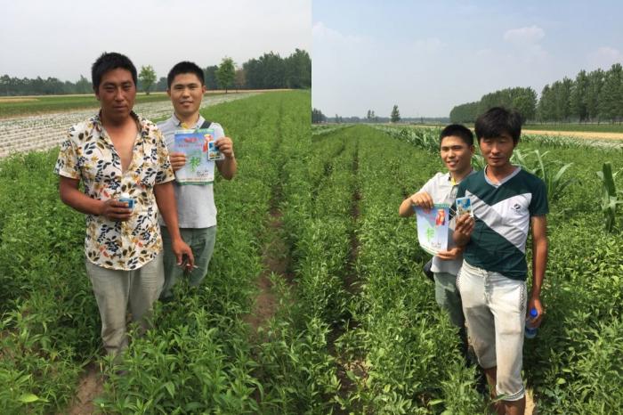 瑞苗清防治白术根腐病优异表现