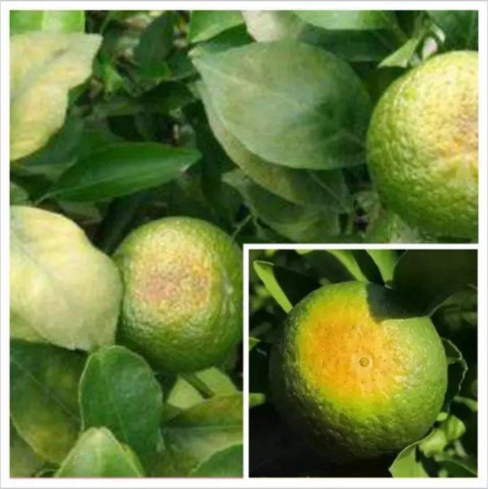 原来日灼病要这样防治!