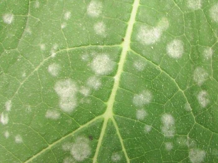 39种杀菌剂作用特点与防治对象归纳
