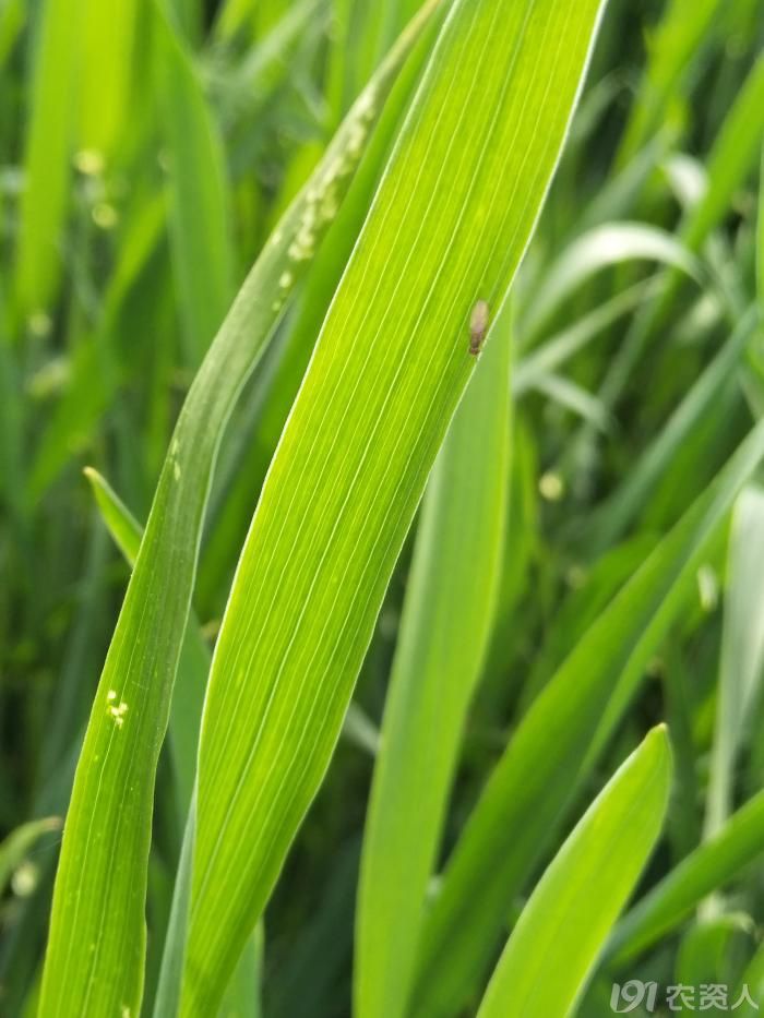 小麦叶片啥昆虫