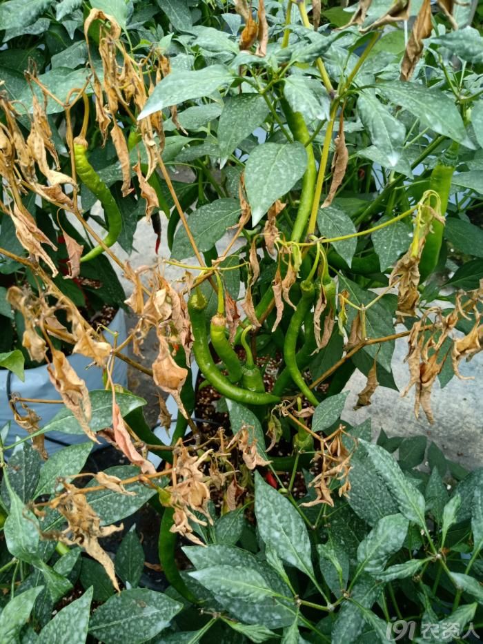 请问高手辣椒这两种死棵病的区别是什么