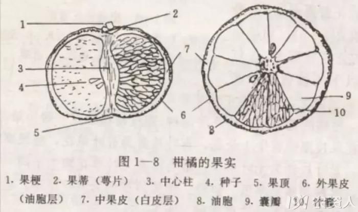 柑橘膨大期营养及栽培管理要点 一,柑橘果实的结构 柑橘果实由外向内