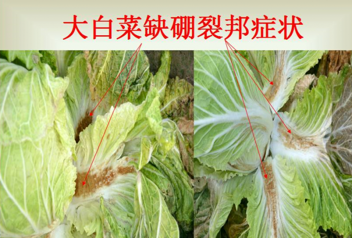 关于微量元素,你必须要知道的真相(卡希诺)