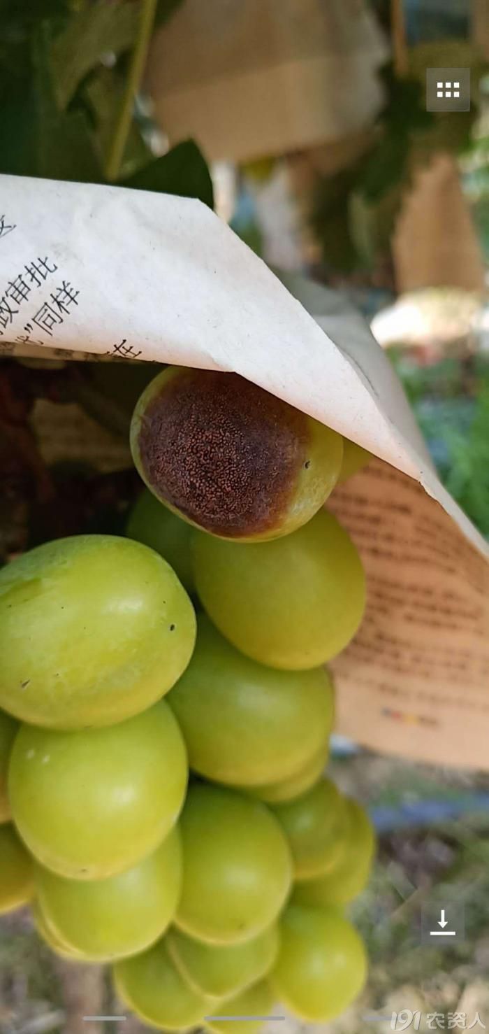 炭疽病具有潜伏性,它喜欢"甜"的东西,一般在葡萄快成熟时发病.