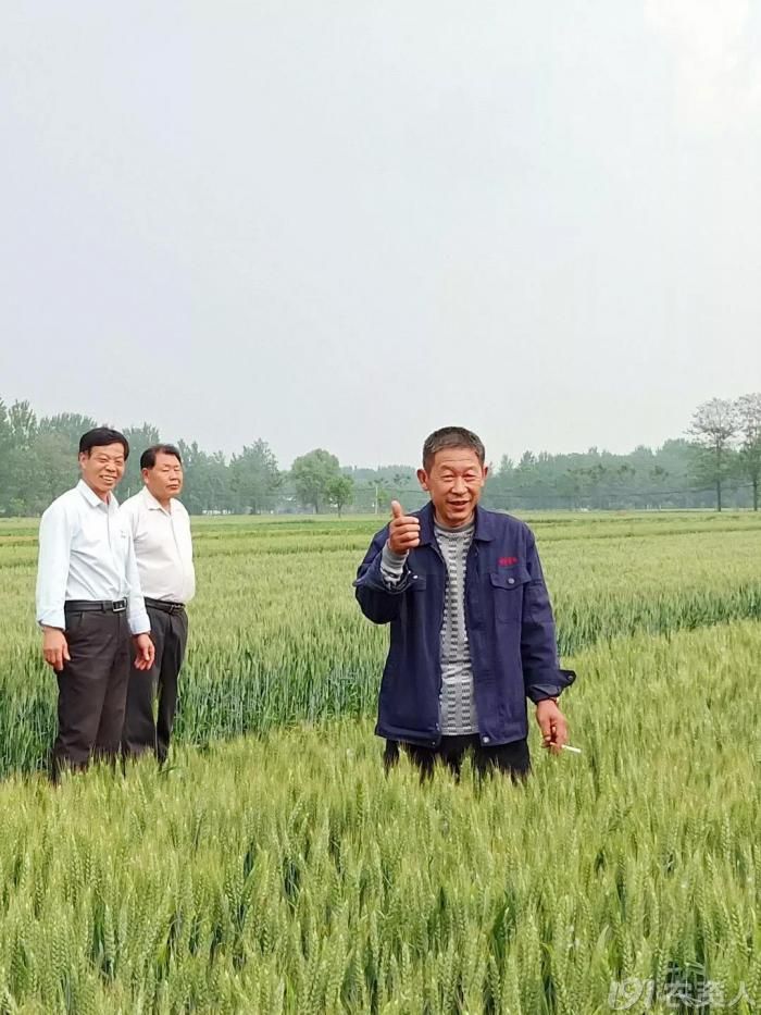 刘仲华家的小麦施用"黑老虎"后长势整齐,穗头大小均匀,叶片挺拔厚实