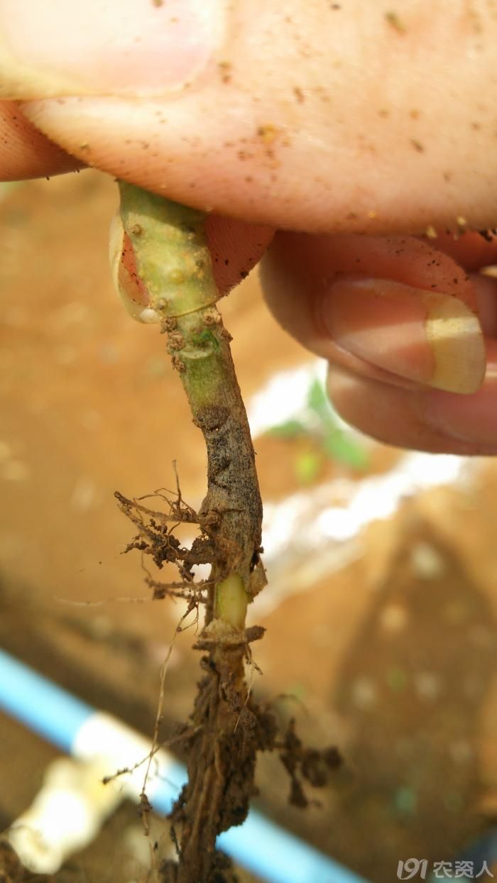 這是不是茄子枯萎病?打什麼藥防治.