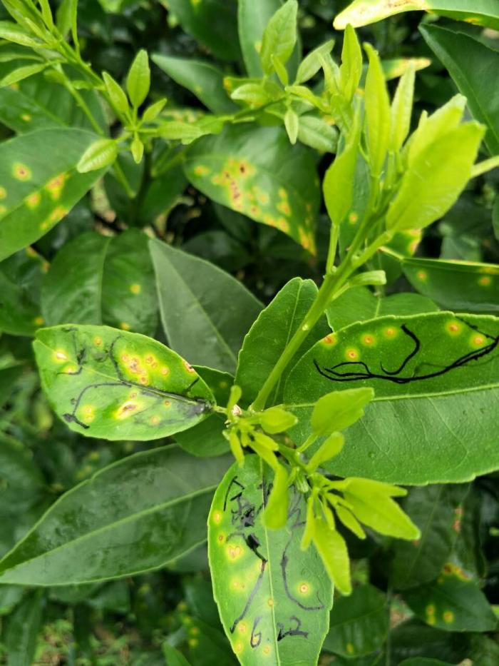 柑橘树脂病发病症状和原因及柑橘树脂病用什么药预防治疗