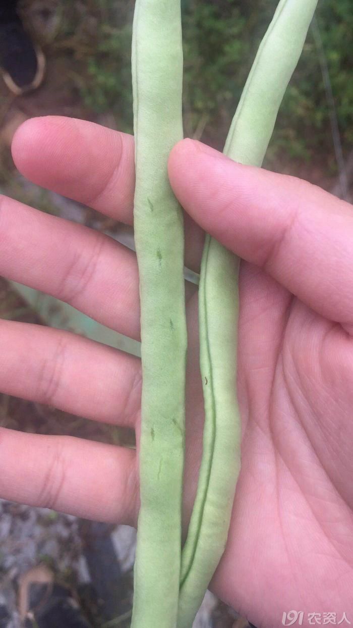 求大神看看四季豆是什么病害